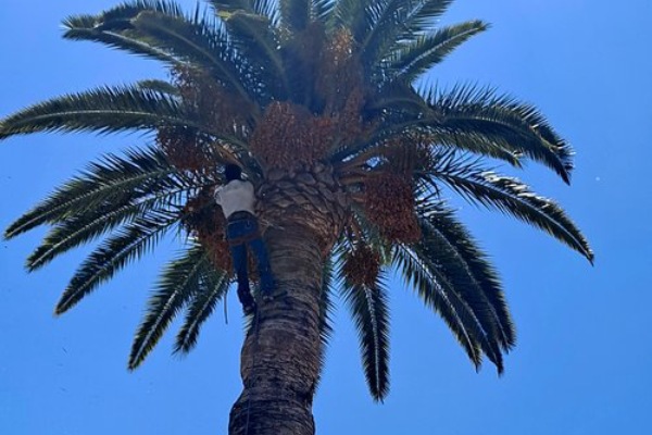 Palm Tree Trimming & Pruning