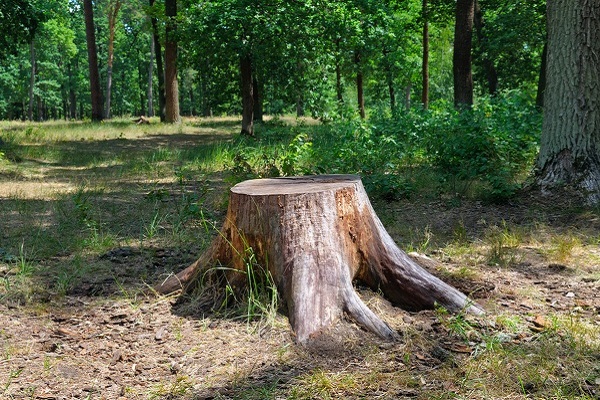 Stump Removal