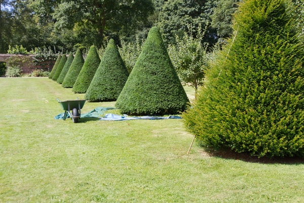 Tree Trimming & Pruning