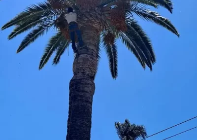 Palm Tree Trimming in Van Nuys CA