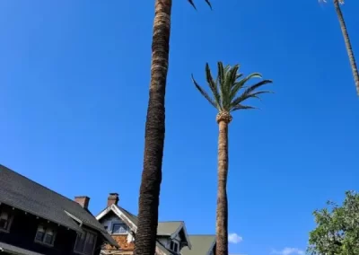 Professional Tree Trimming in Van Nuys CA