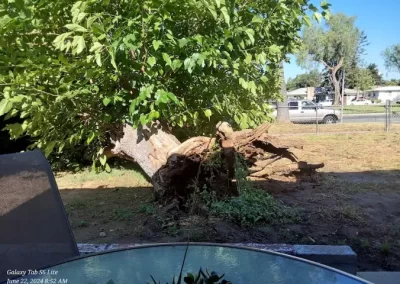 Tree Removal in Van Nuys CA