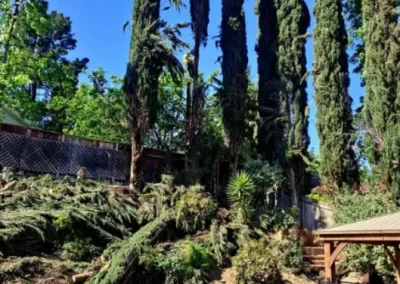 Tree Trimming in Van Nuys CA